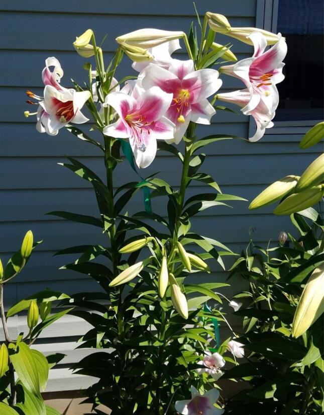 香味等)来选择,有其他好的品种欢迎分享~春植百合品种推荐想要百合美