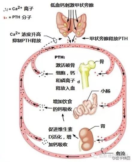 内分泌系统简易图图片