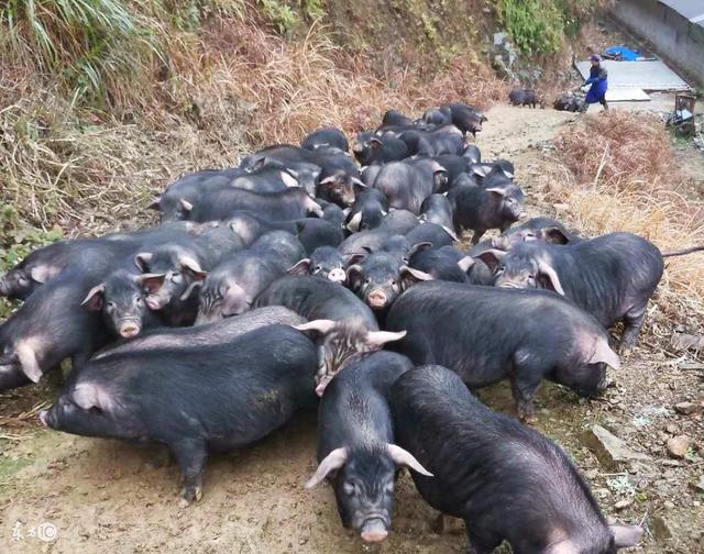 豬不同類型的食物中毒都有哪些症狀發現食物中毒趕快這樣急救