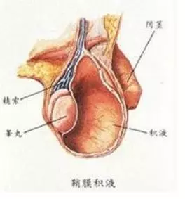 小男孩睾丸一大一小图片