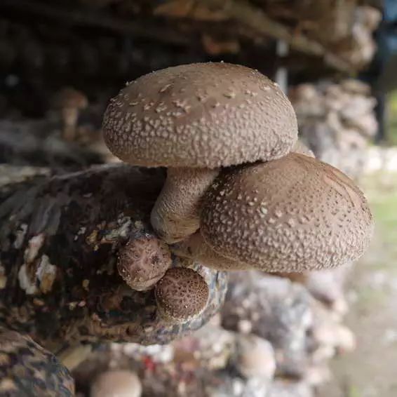 為什麼幹香菇比新鮮香菇味道鮮美