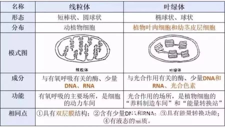 双层膜:线粒体和叶绿体今天给大家总结了各种细胞器的特点,通过表格