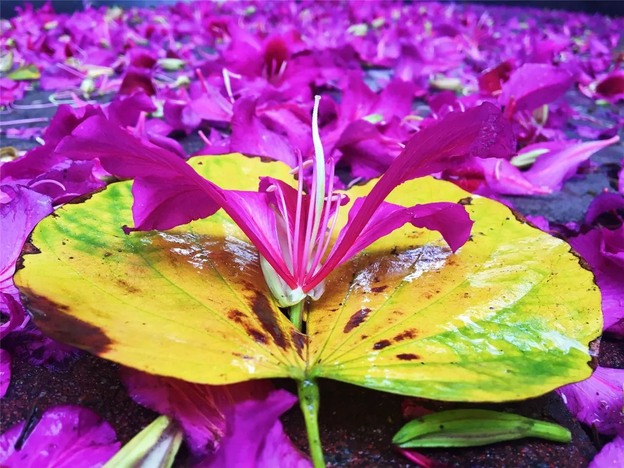 滿城都是紫荊花雨這些照片刷爆朋友圈好美