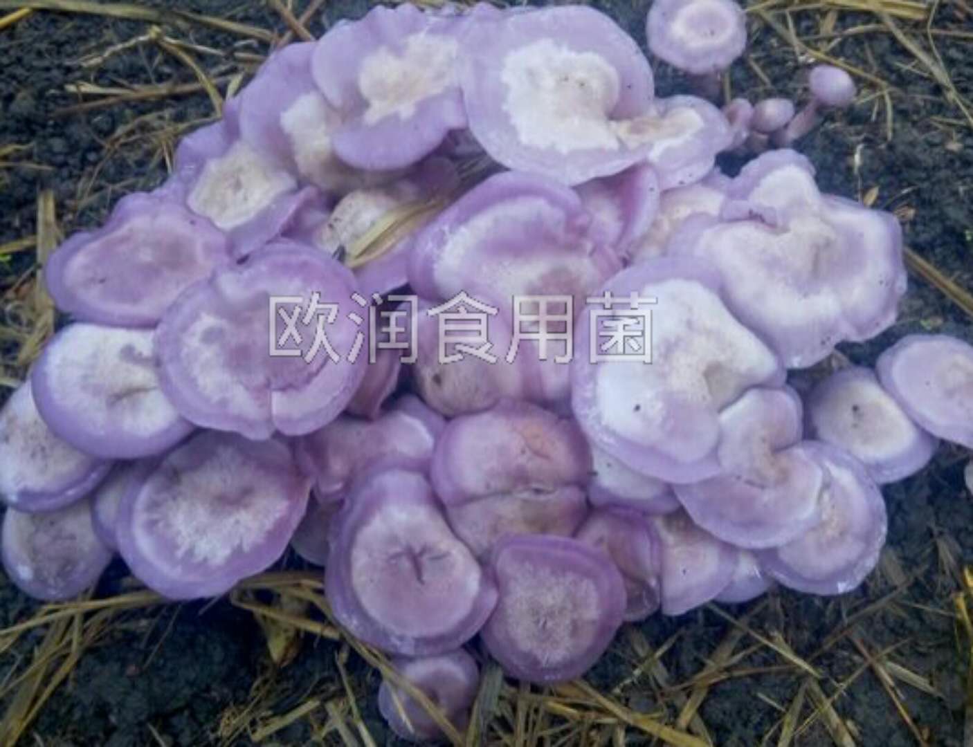 紫色蘑菇图片大全图片