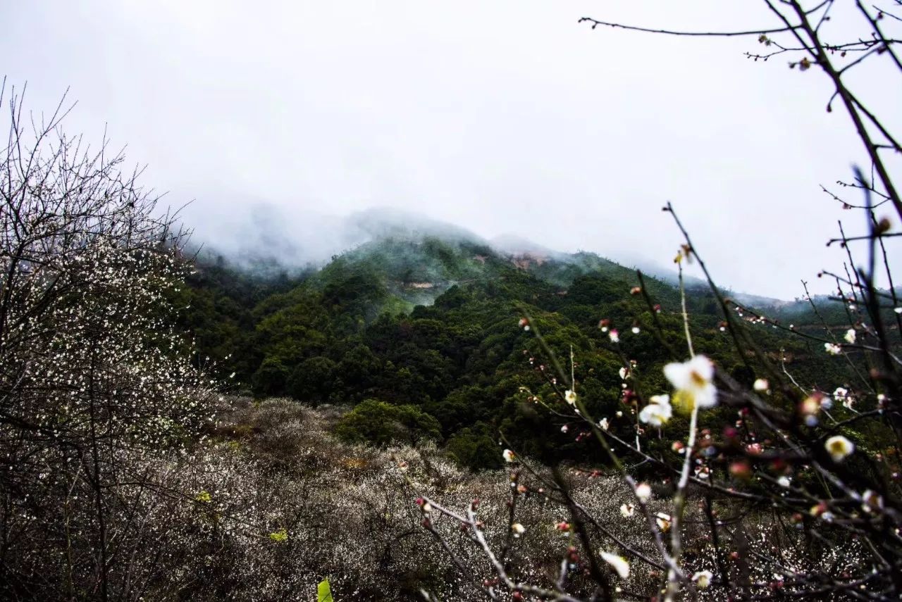 揭西梅花赏梅地点图片