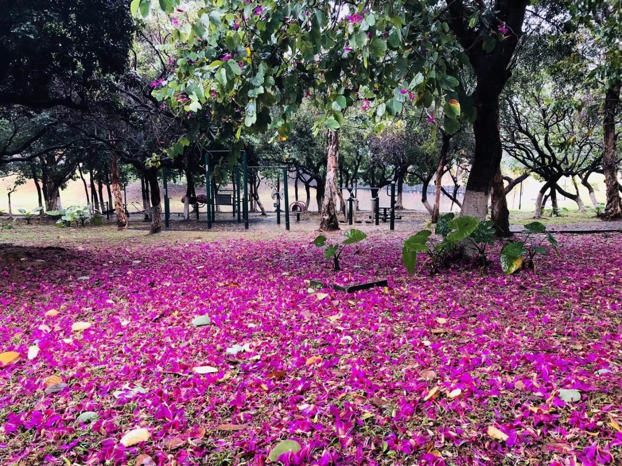 冬天紫荆树的样子图片