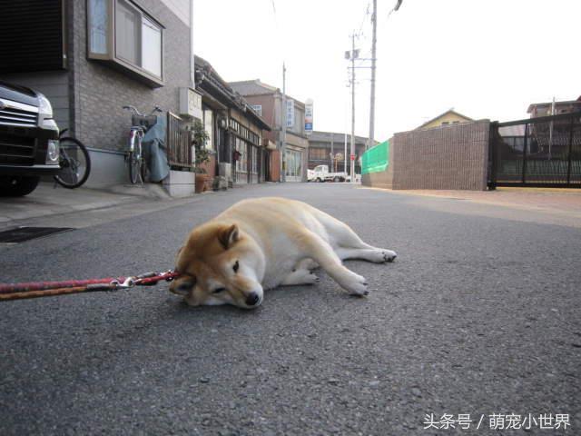 不想回家的柴柴擠成一坨肉包臉趴貼躺在地上的版本更可愛