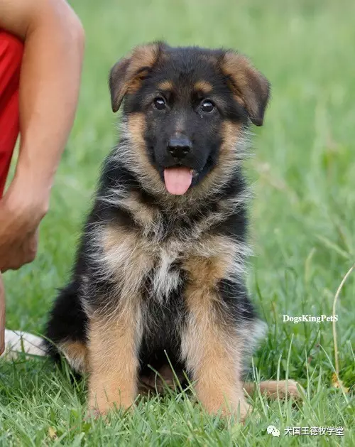 塞尔维亚牧羊犬图片