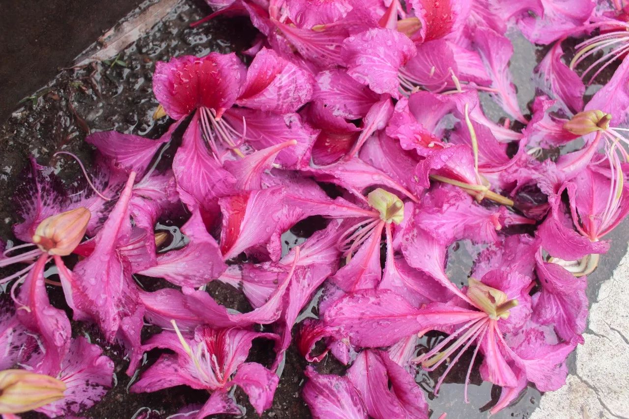 了一地紫色芳華飄搖而下的紫荊花瓣在冬雨寒風中近日我們在松山湖下花