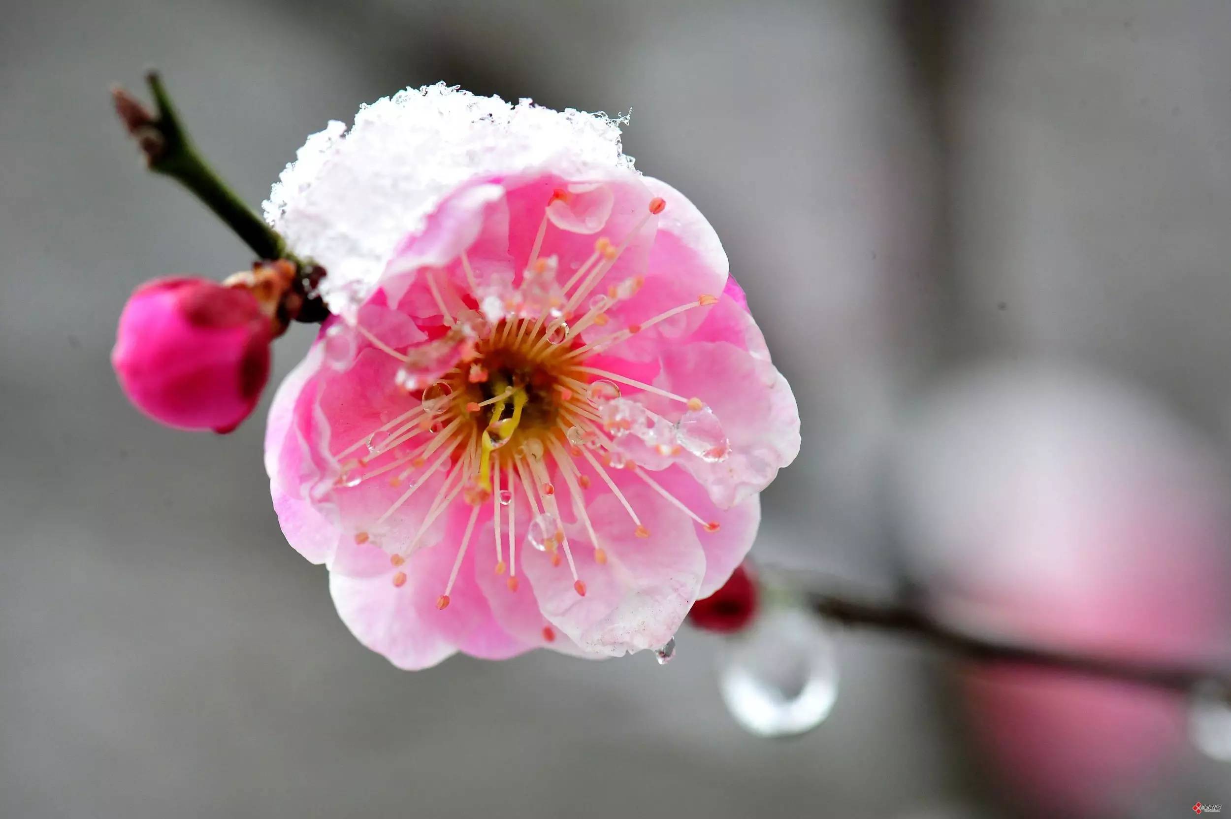 诗词丨绝美音画梅与雪的重逢