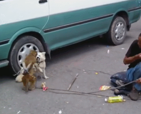 猴子打狗的动态图片图片