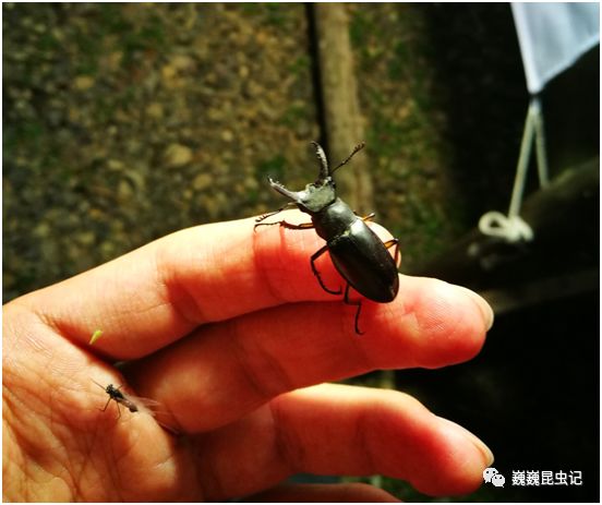 大個體幸運深山鍬的出現比較讓人興奮雙叉犀金龜(allomyrina