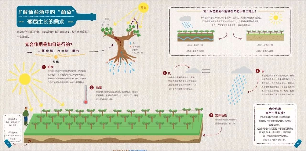 因为太肥沃的土地会促进周边植物的生长,从而影响葡萄的含糖量