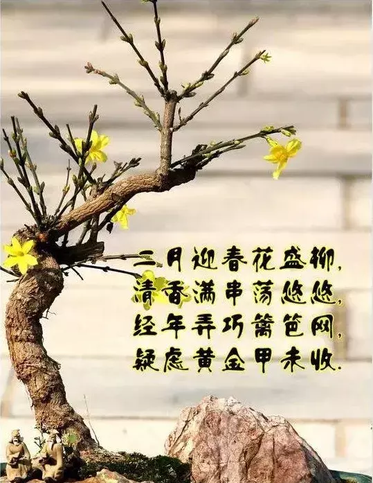 迎春花的古称图片