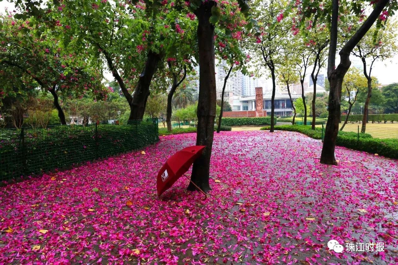 四季花開更顯美麗~來源:佛山電視臺,佛山農業,獵影時空,瀾石中學圖片