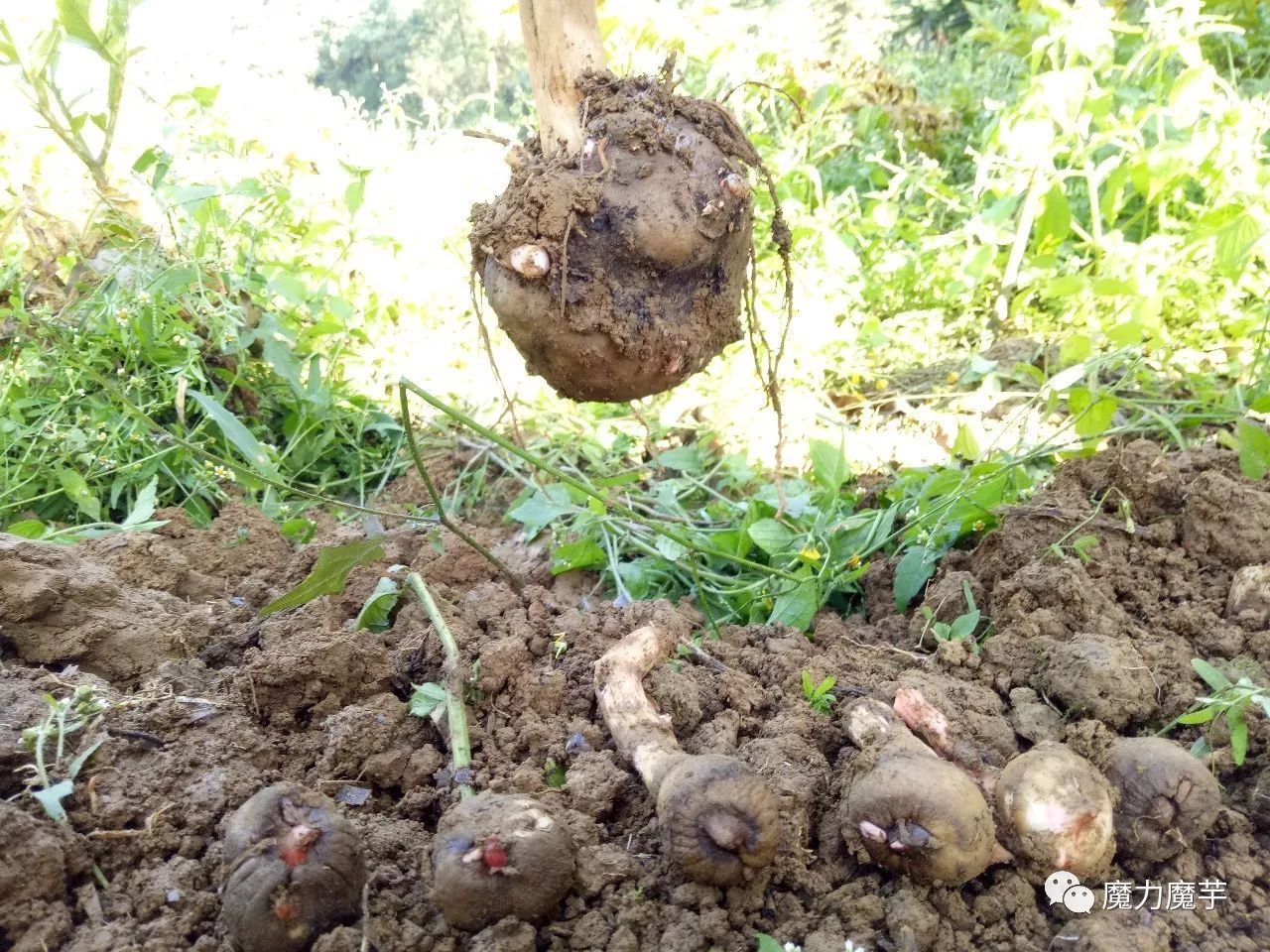 山區魔芋高效種植模式