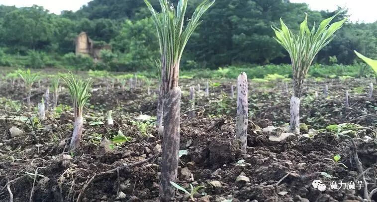 山區魔芋高效種植模式