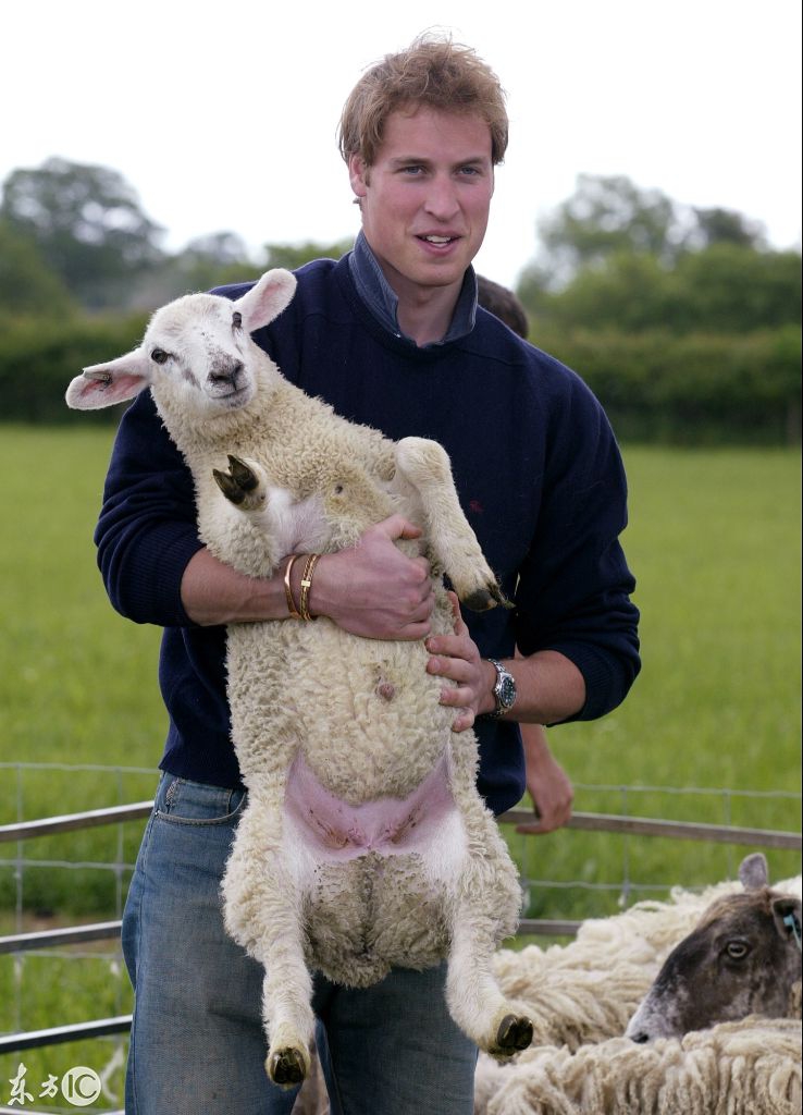 当地时间2014年4月18日,澳大利亚悉尼,英国凯特王妃抚摸一头白羊