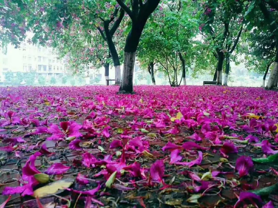 花瓣飞舞小草地变幻成粉紫色的红地毯这是我们南方独一无二的雪景