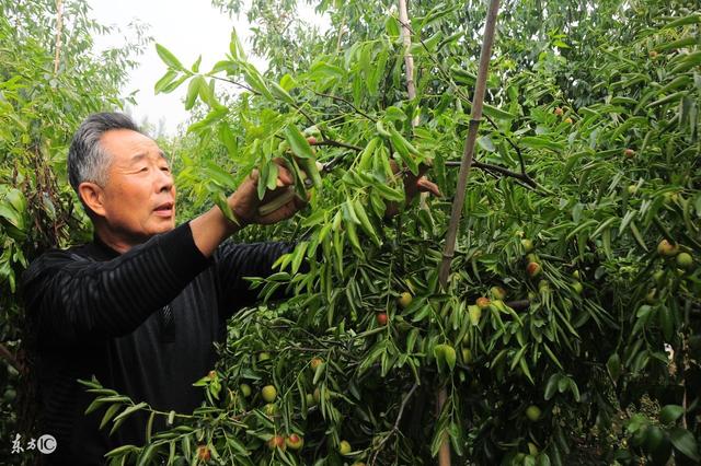 棗樹栽培技術 冬棗幼樹留棗頭多少研究