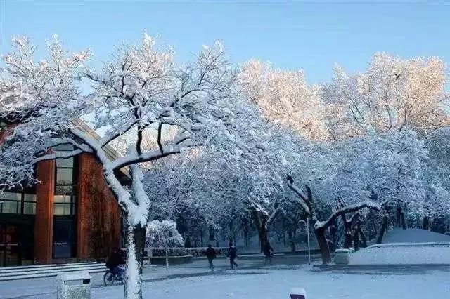 大學青年湖天大雪景武漢大學武漢大學櫻園雪景哈爾濱工程大學better