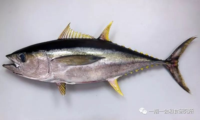 中文名称为「长鳍金枪鱼」,是所有种类中胸鳍比例最长的品种