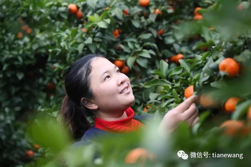 天峨电商年货节进行时丰收的岜暮砂糖桔