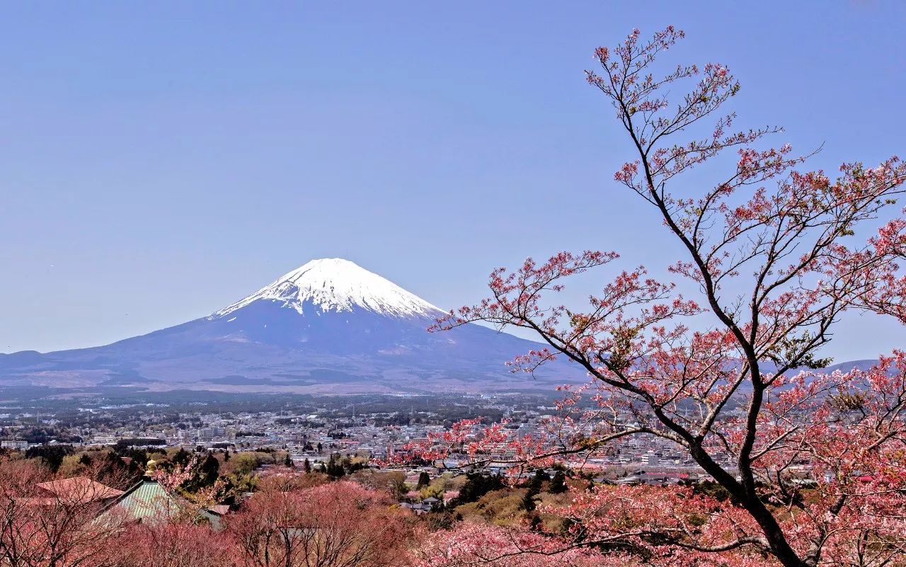 2018年春節日本伊豆半島富士山櫻花行攝之旅