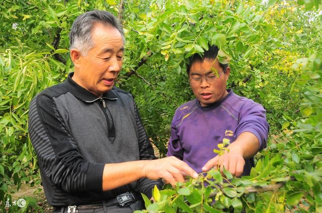 棗樹栽培技術棗樹夏季修剪