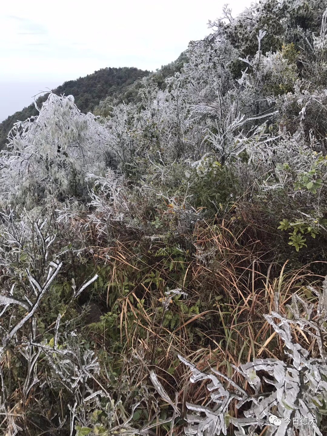 德慶下雪了高良大頂山沙旁巢頂山突現一片冰天雪地雪景吸引了好多美女