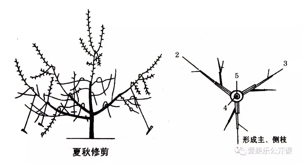 苹果树主干疏层形合理整形修剪