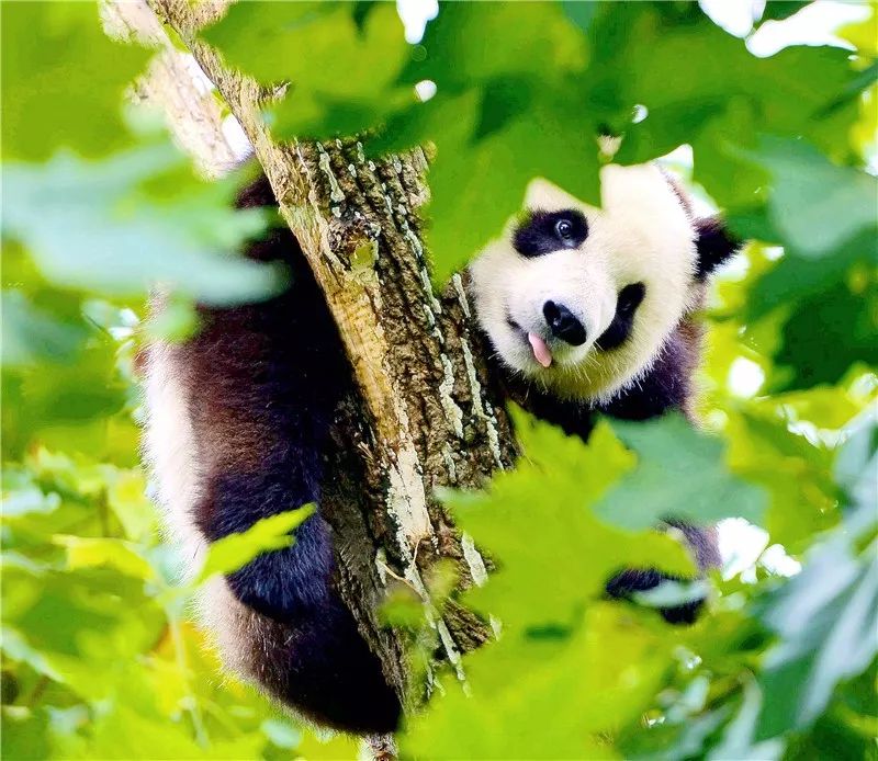 首届中国大熊猫九寨杯国际摄影大赛获奖作品