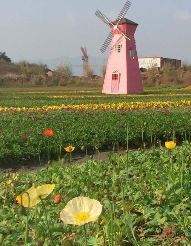 重庆大竹林望海花市图片