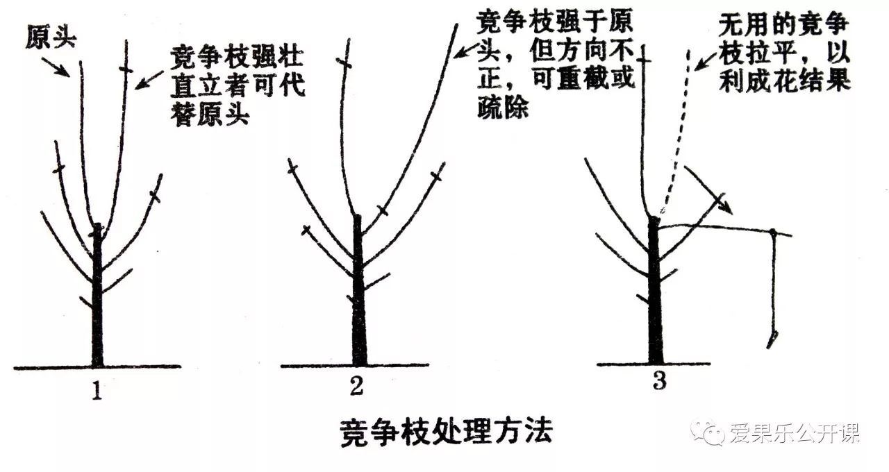 苹果树主干疏层形合理整形修剪