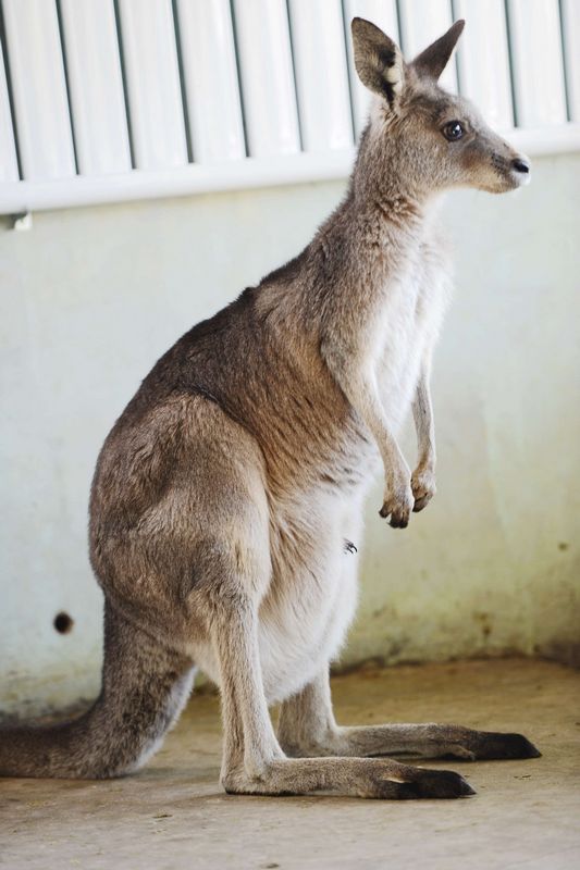 寒冬中最温暖的地方 袋鼠妈妈的育婴袋 见到袋鼠宝宝不容易哦