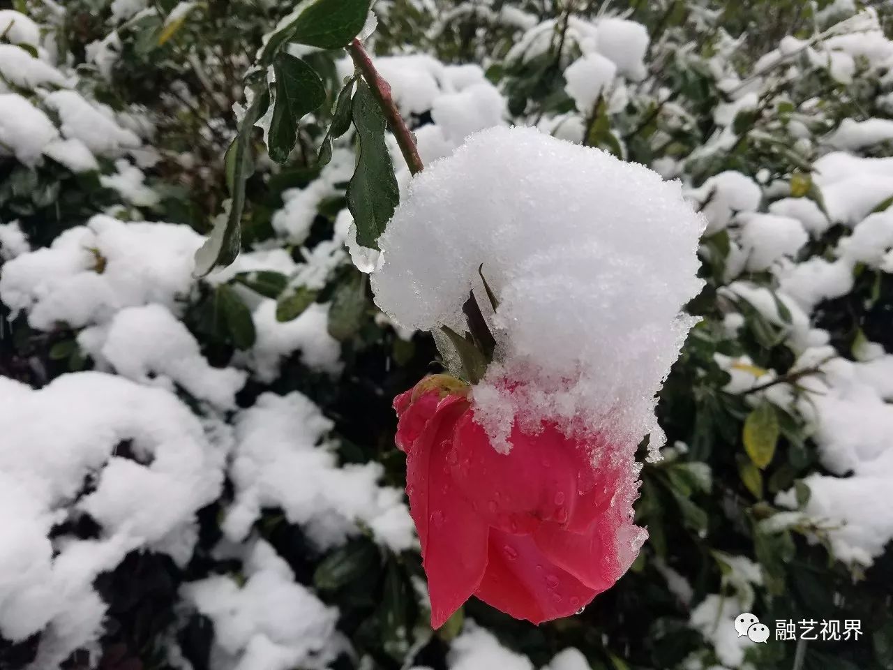 融空間散文花本無愁為雪白頭