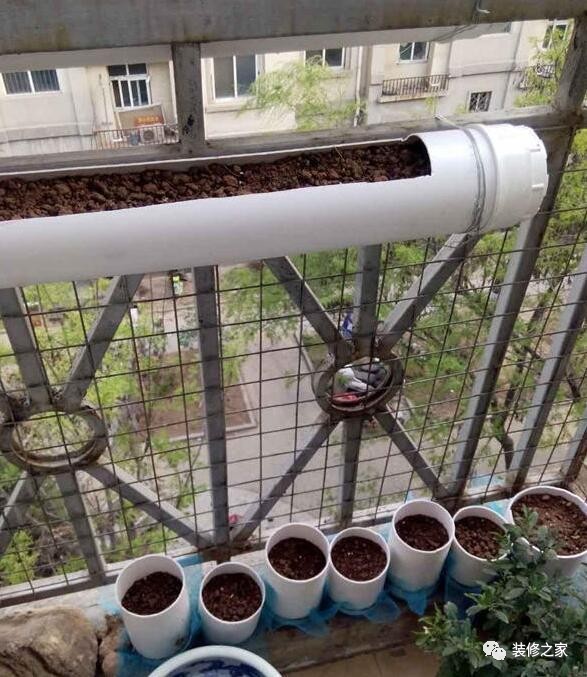 阳台水管种菜图片欣赏图片