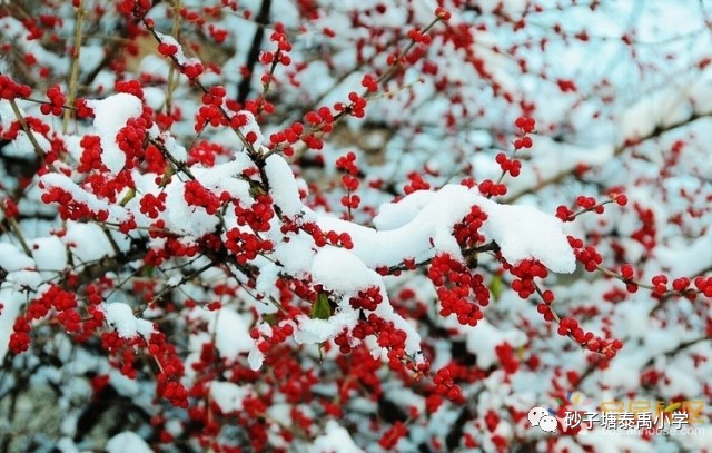 【学乐园】那些飘进唐诗宋词里的雪