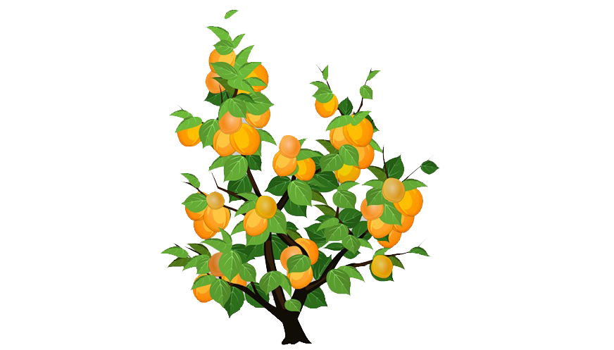 杏树的图片卡通图片图片