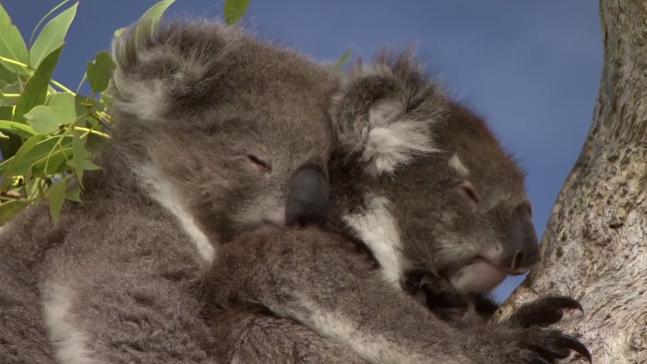 bbc动物幼崽的纪录片图片