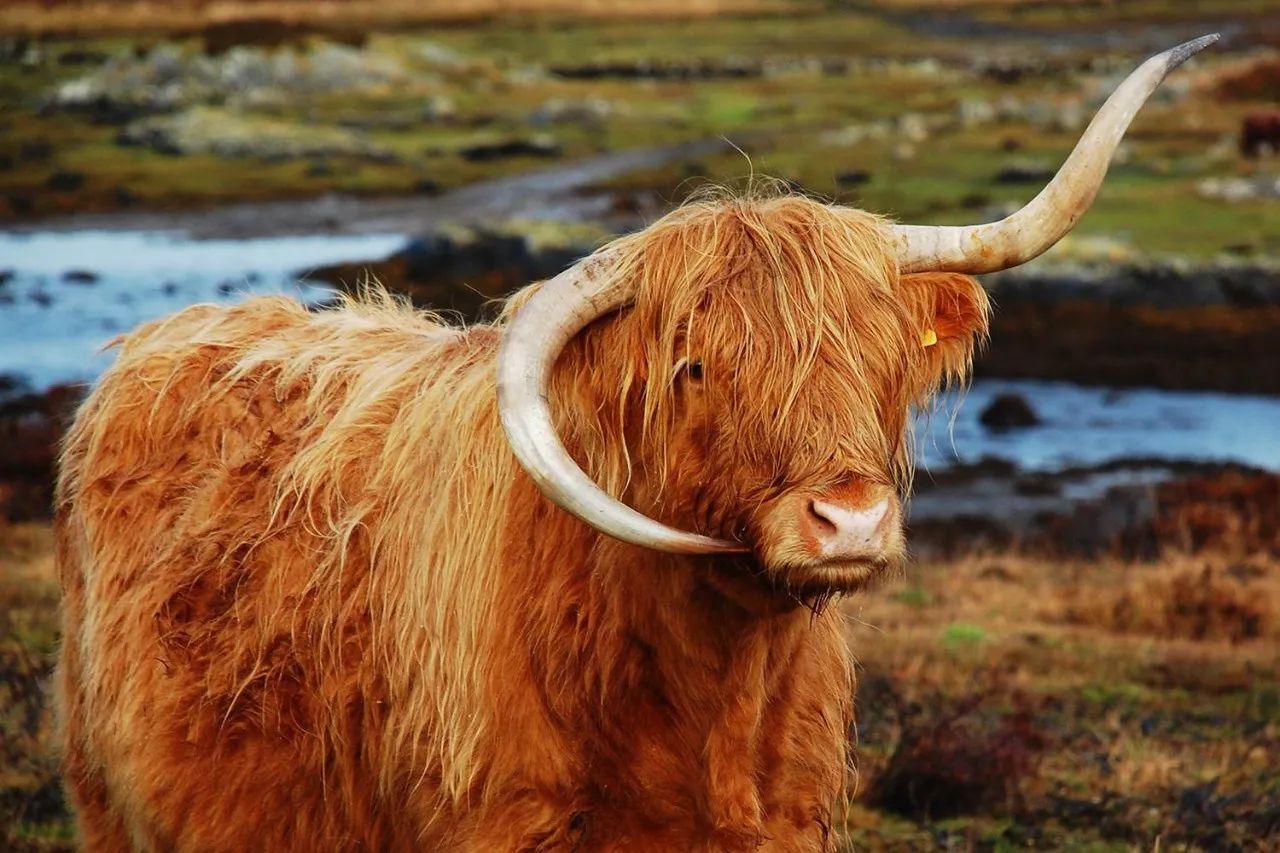 苏格兰高地牛 壁纸图片