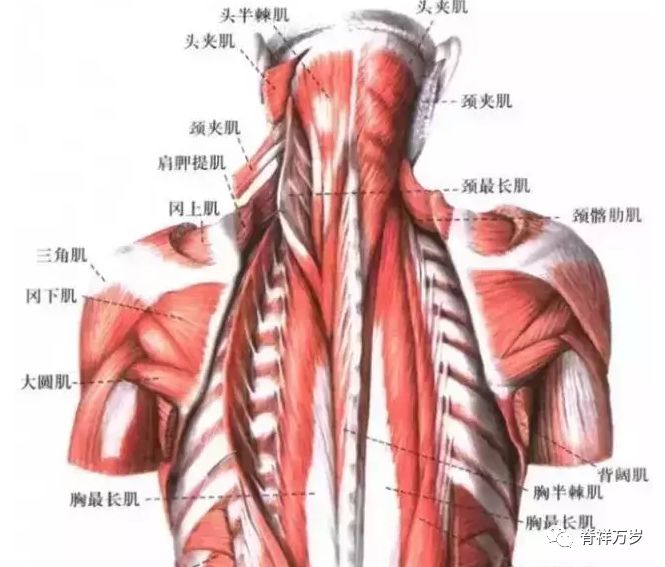 颈最长肌:为竖脊肌肌的一部分,分为头,颈,背最长肌,其中颈最长肌起于