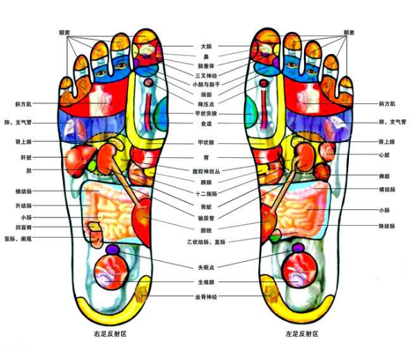 脚各部位代表内脏图图片