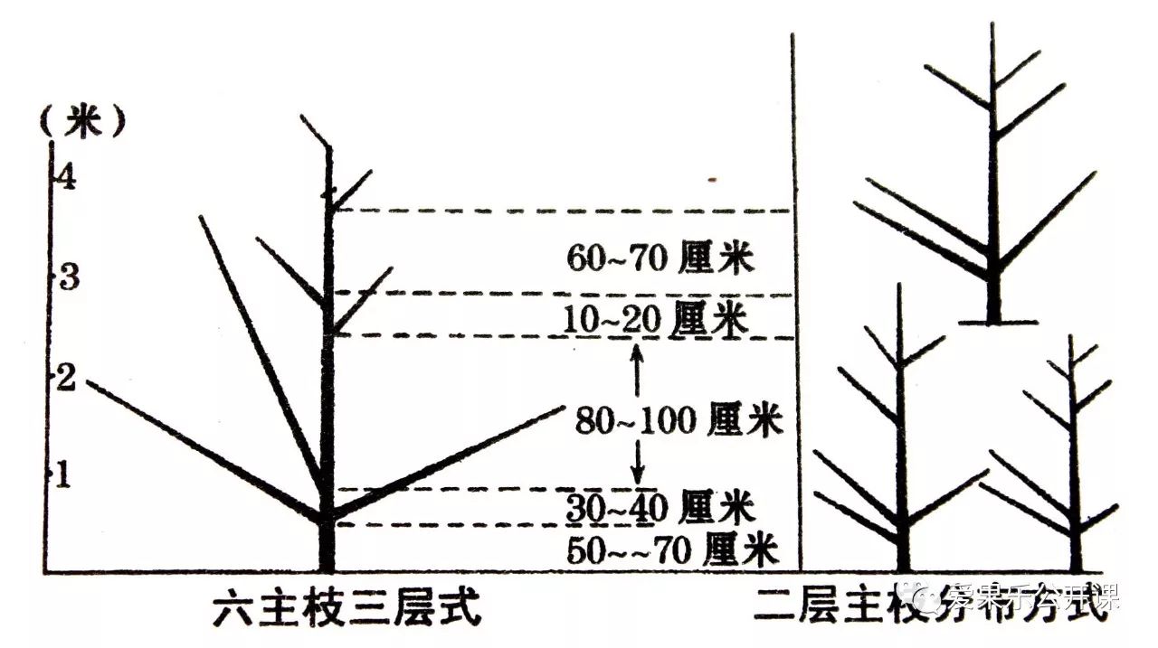 稀植树形中,最常用的还是主干疏散分层形,曾被我国推为丰产树形.