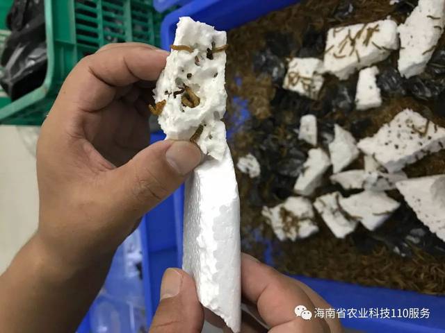 新路三亚南繁院养出神奇黄粉虫吃的是塑料排的是肥料