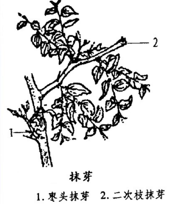 枣树栽培技术 枣树夏季修剪