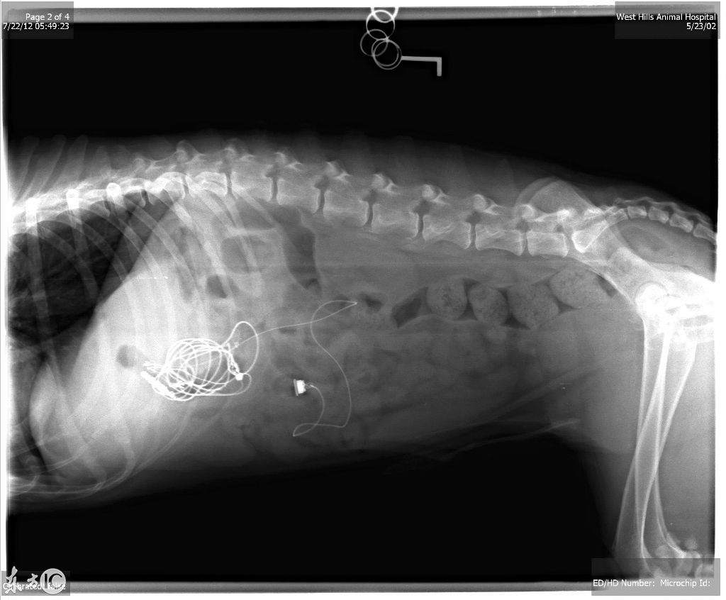 正常犬x光示意图图片