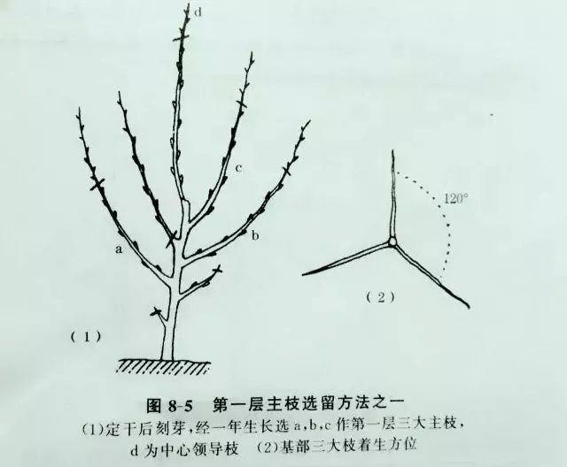 梨樹整形修剪技術要點幼樹的整形附圖解