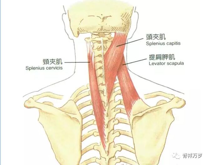 功能:夹肌包括头夹肌和和颈夹肌,均起于项韧带的下部,c7—t4棘突及其