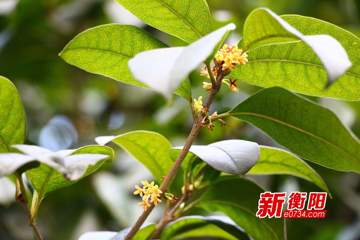 据衡阳市园林部门专家介绍,桂花共有金桂,银桂,丹桂以及四季桂4个品种